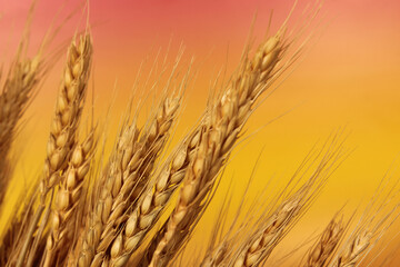 Wheat Stalks Close up With Sunset Background