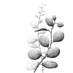 Ilustración a tinta de unas ramas de hojas de eucalipto. Puntafina. Zen. Relax.