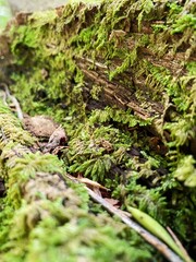 Fallen Logs