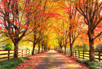 Boulevard of Fallen Leaves (Rockwood Farm)