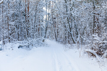 Fototapeta premium Winter woods, snowy mood. Cloudy day.