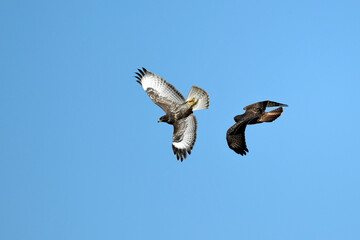 flying Common Buzzards // fliegende Mäusebussarde (Buteo buteo)