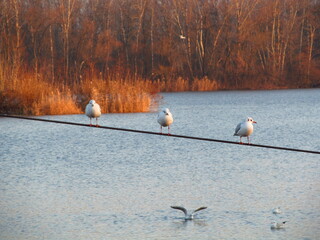 Obraz premium flock of birds on snow