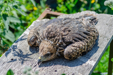 A young frightened kite lurked near the village house.