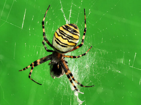 Zebraspinne mit Beute