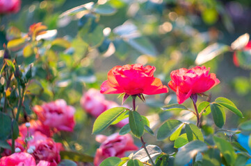 bush with roses in the garden