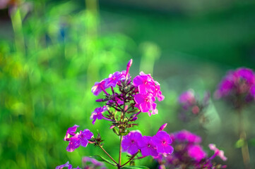 phlox among the grass in the garden