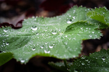 Wassertropfen auf einem Blatt