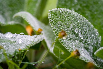 Ein Blatt mit Morgentau 