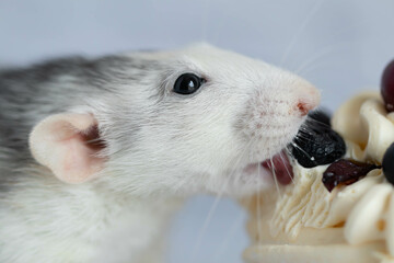 A cute and funny decorative white gray rat with a protruding tongue. The rodent wants to eat a delicious sweet cake.
