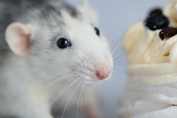 Cute and funny decorative white gray laboratory rat. Rodent portrait. There is a piece of cake in the background.