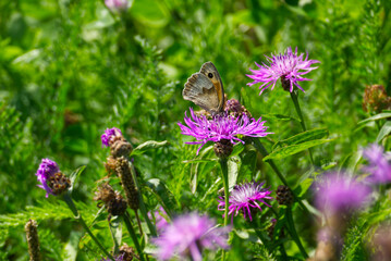 Meadow brown (maniola jurtina) butterfly sitting on a pink flower in Zurich, Switzerland