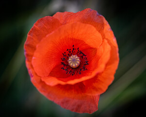 Eine schöne orangene Blüte