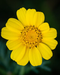 Gelbe Blüte von oben 