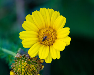 Gelbe Blüte mit Fliege in der Mitte