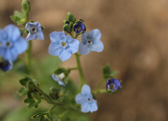 Forget Me Not Flowers With Small Black Ant