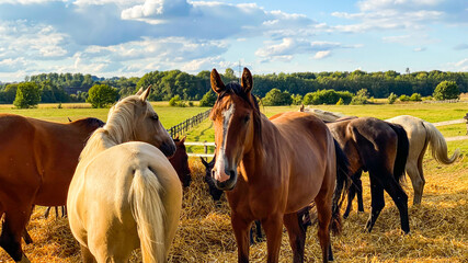 Zwei Pferde auf der Weide  © Brüsertiv