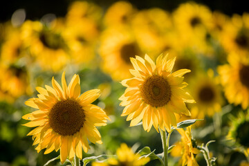 Obraz premium Sunflower in Field