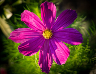 Nahaufnahme einer sch&ouml;nen pinken Bl&uuml;te