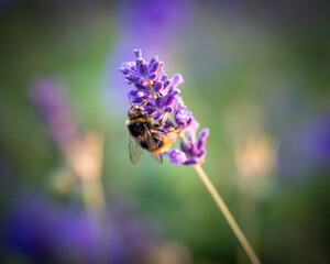 Makroaufnahme einer Hummel - Bild 2