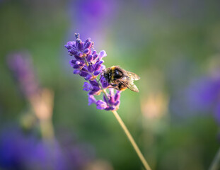 Makroaufnahme einer Hummel - Bild 1