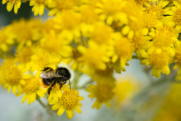 Gelbe Blüten mit Hummel 