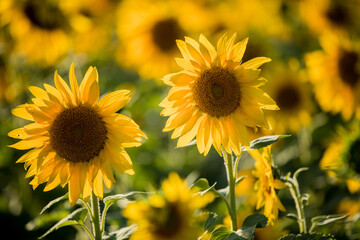 Closeup of Sunflower in Field