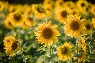 Sunflower in Field