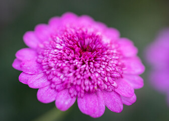 Obraz premium Kleine Blüte als Nahaufnahme 