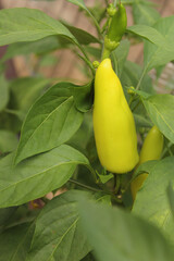 Hungarian Wax Pepper Growing on Plant, Hot Banana Pepper