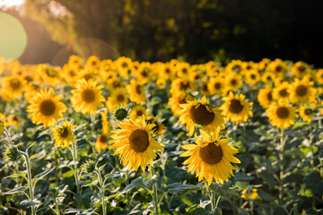 Fototapeta premium Sunflower in Field