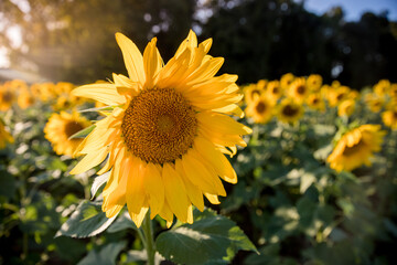 Obraz premium Sunflower in a Field