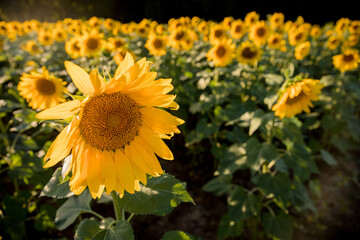 Sunflower in Field