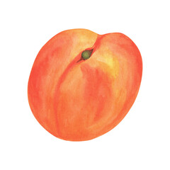 Cute peach fruit watercolor clipart, fresh summer fruit. Illustrations of peach branch with green leaves. Isolated on white background.