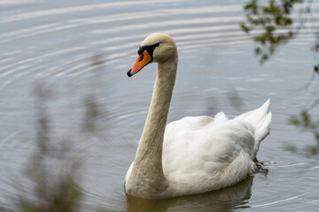 Schwan im Wasser - Bild 1