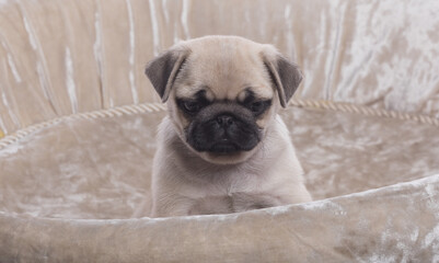 pug puppy in a soft box