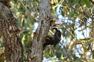 Female of the Crimson Crested Woodpecker (Campephilus melanoleucos) looking for food in the trunk of the tree. 