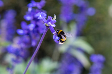 Hummel sucht Nektar in einer Blüte 