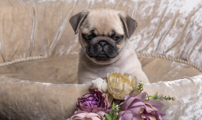 pug puppy in a soft box