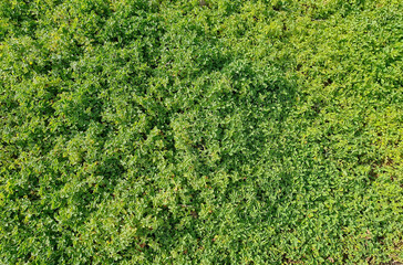 Green ground Cover Seamless Texture Tile. Plants leaves from top view. Good for backbround and 3D rendering and presentation.