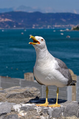 Yellow-legged Gull (Larus michahellis) on rock seen of front with the open beak in Italy