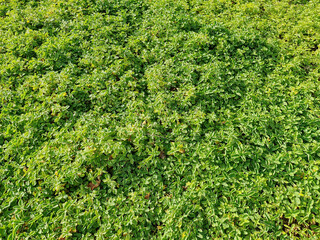 Green ground Cover Seamless Texture Tile. Plants leaves from top view. Good for backbround and 3D rendering and presentation.