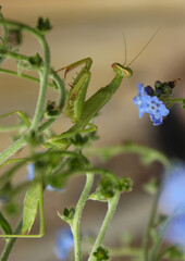 Praying Mantis on Blue Forget me not flowers close up