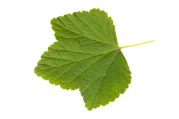 A leaf of red currant, isolated on a white background