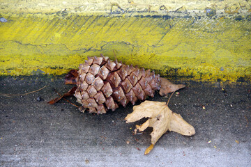 Pine cone and dry sycamore leaf in front of a yellow painted curb stone