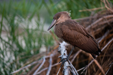 Hamerkop perched on a reed mound above the river 