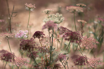 Beautiful herbal wild fennel flowers background
