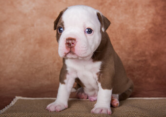 Funny American Bullies puppy on brown background