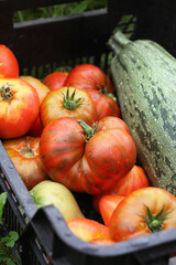 Ripe tomatoes and zucchini in a vegetable box. Selective focus.