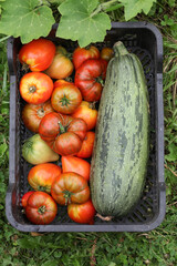 Ripe tomatoes and zucchini in a vegetable box